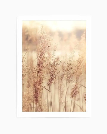 Framed photography art print of golden seagrass with a white border. The composition features tall, feathery stalks of dried grass in warm golden and light brown tones, with a soft, hazy background suggesting a bright, diffused light source.
