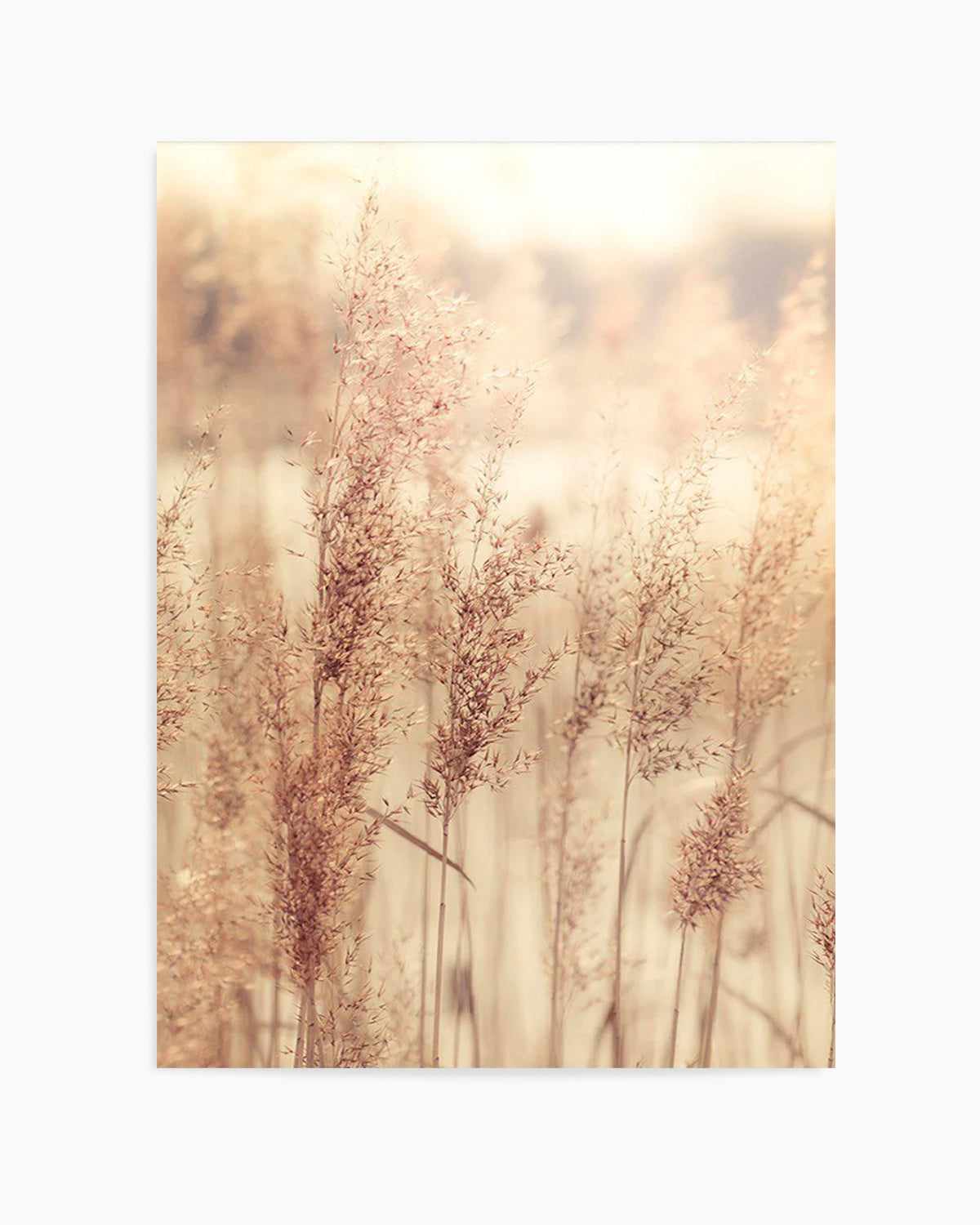 Golden Seagrass Art Print