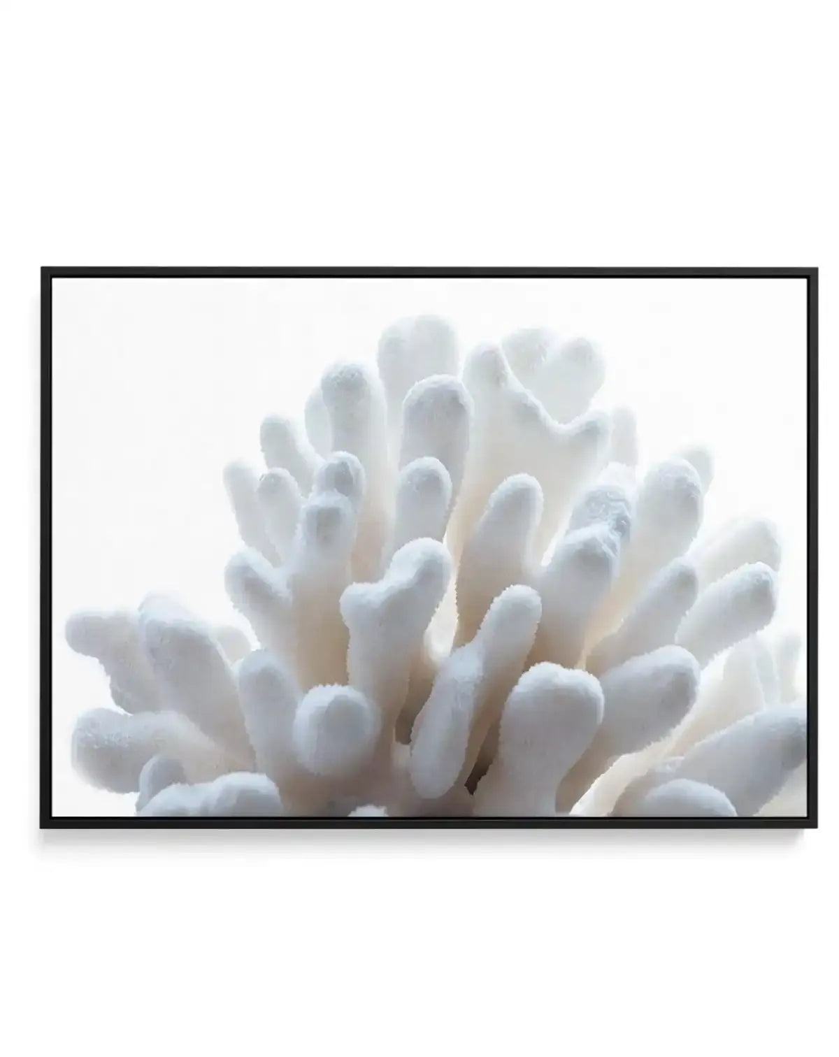 Golden Coral | LS | Framed Canvas-CANVAS-You can shop wall art online with Olive et Oriel for everything from abstract art to fun kids wall art. Our beautiful modern art prints and canvas art are available from large canvas prints to wall art paintings and our proudly Australian artwork collection offers only the highest quality framed large wall art and canvas art Australia - You can buy fashion photography prints or Hampton print posters and paintings on canvas from Olive et Oriel and have the