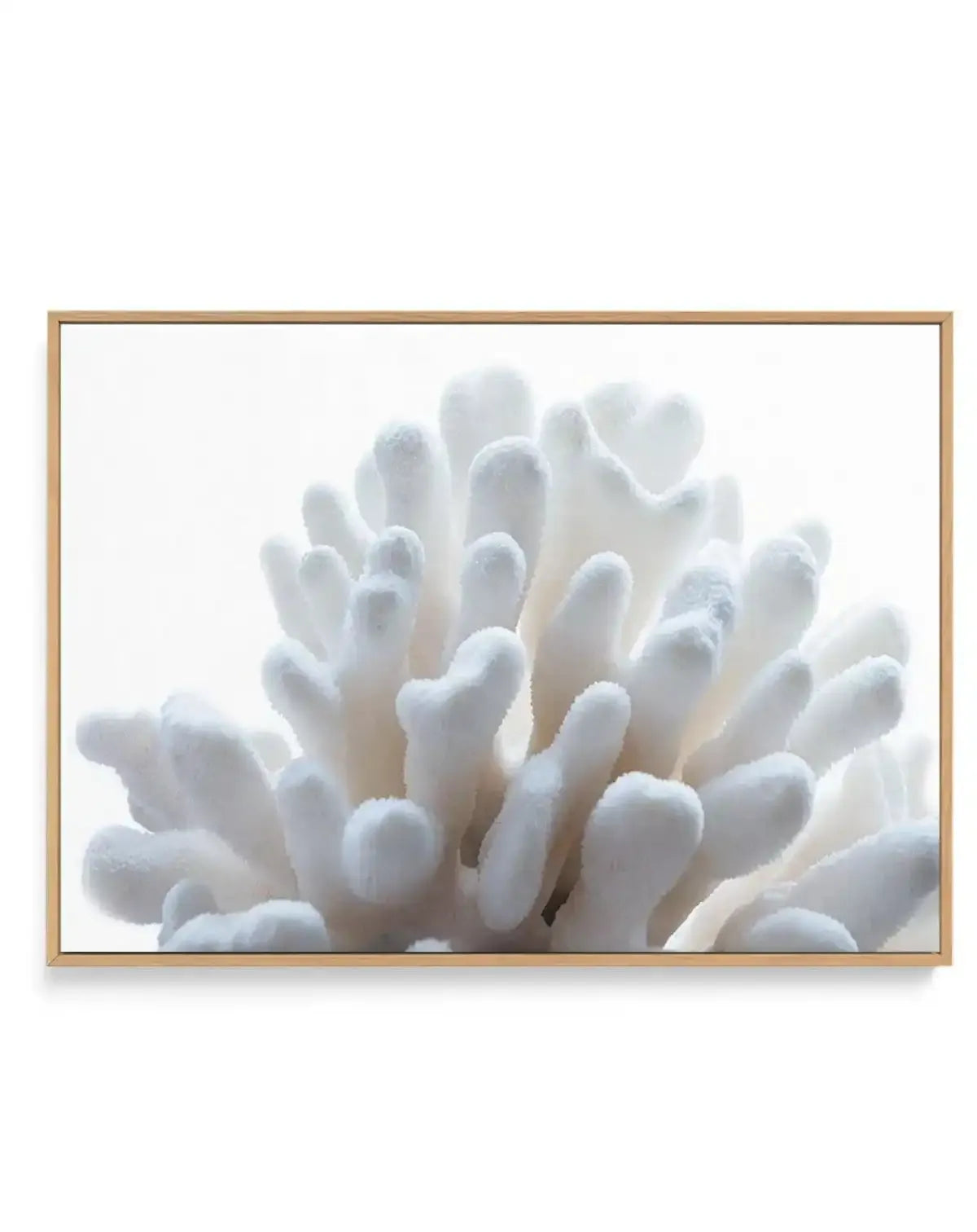 Golden Coral | LS | Framed Canvas-CANVAS-You can shop wall art online with Olive et Oriel for everything from abstract art to fun kids wall art. Our beautiful modern art prints and canvas art are available from large canvas prints to wall art paintings and our proudly Australian artwork collection offers only the highest quality framed large wall art and canvas art Australia - You can buy fashion photography prints or Hampton print posters and paintings on canvas from Olive et Oriel and have the