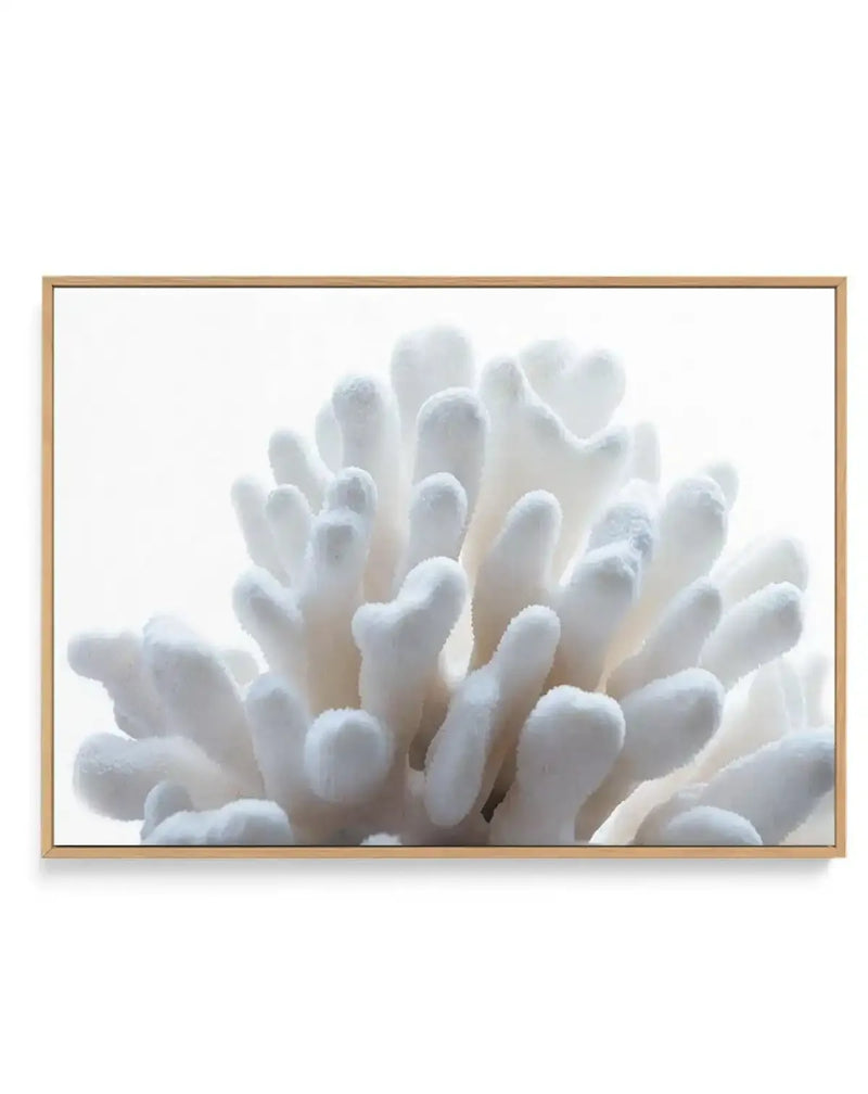 Golden Coral | LS | Framed Canvas-CANVAS-You can shop wall art online with Olive et Oriel for everything from abstract art to fun kids wall art. Our beautiful modern art prints and canvas art are available from large canvas prints to wall art paintings and our proudly Australian artwork collection offers only the highest quality framed large wall art and canvas art Australia - You can buy fashion photography prints or Hampton print posters and paintings on canvas from Olive et Oriel and have the