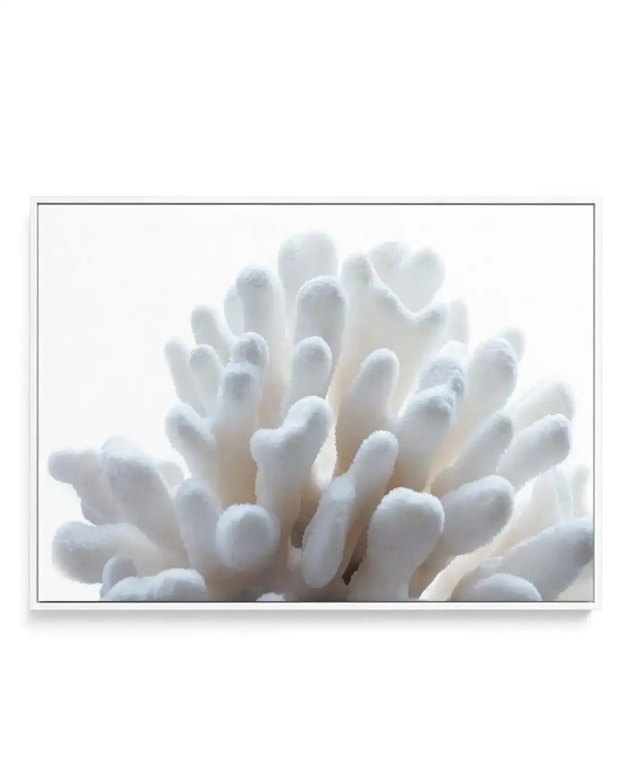 Golden Coral | LS | Framed Canvas-CANVAS-You can shop wall art online with Olive et Oriel for everything from abstract art to fun kids wall art. Our beautiful modern art prints and canvas art are available from large canvas prints to wall art paintings and our proudly Australian artwork collection offers only the highest quality framed large wall art and canvas art Australia - You can buy fashion photography prints or Hampton print posters and paintings on canvas from Olive et Oriel and have the