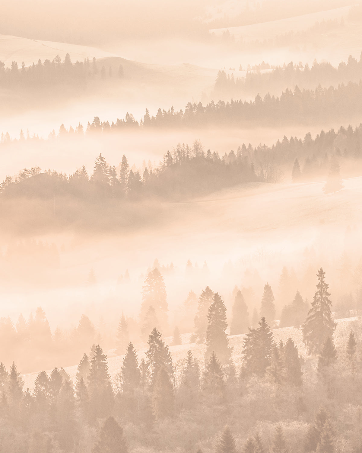 Golden Mist Photo Mural Wallpaper