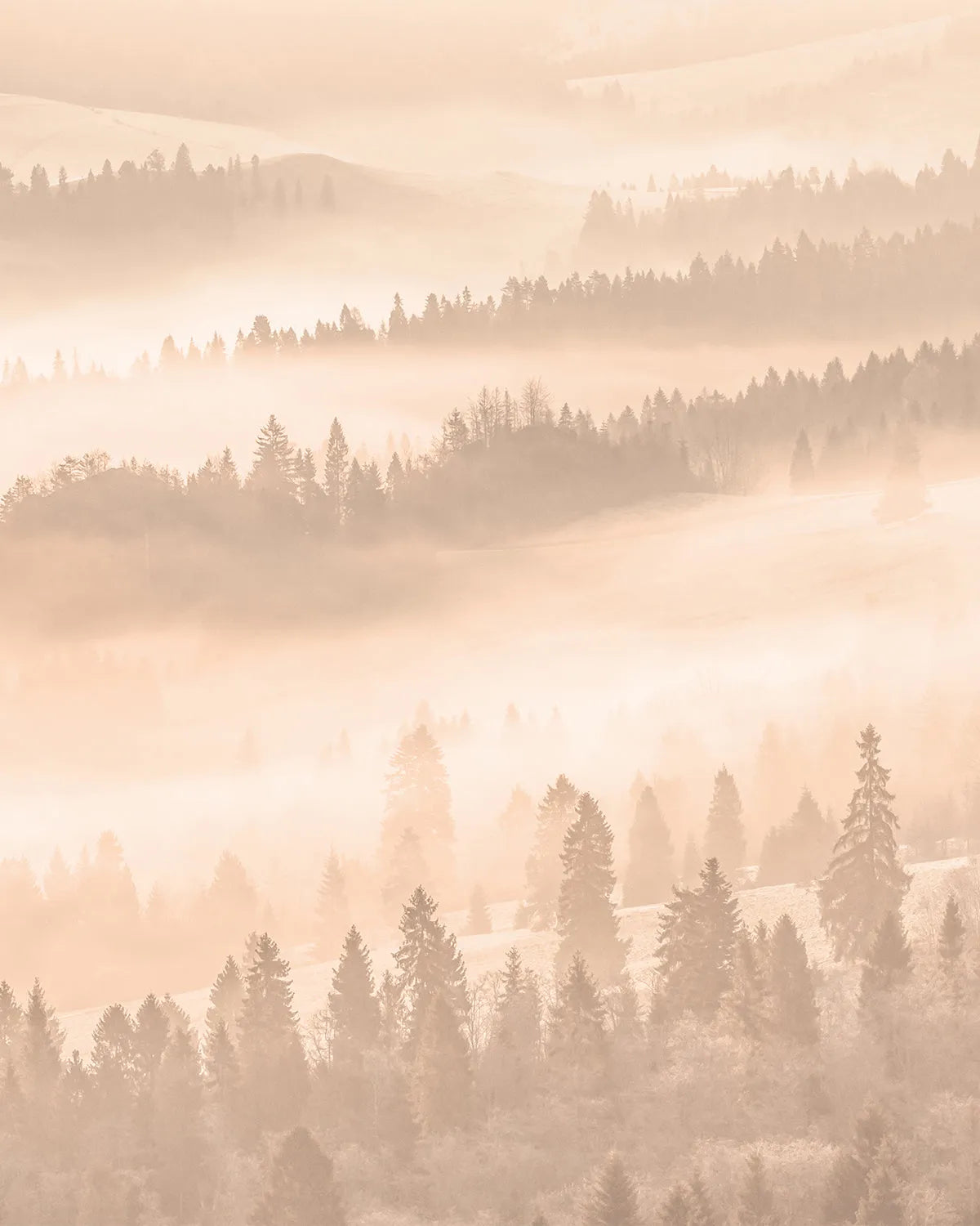 Golden Mist Photo Mural Wallpaper from Olive et Oriel where you can shop wallpaper and artworks online