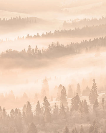 Golden Mist Photo Mural Wallpaper from Olive et Oriel where you can shop wallpaper and artworks online