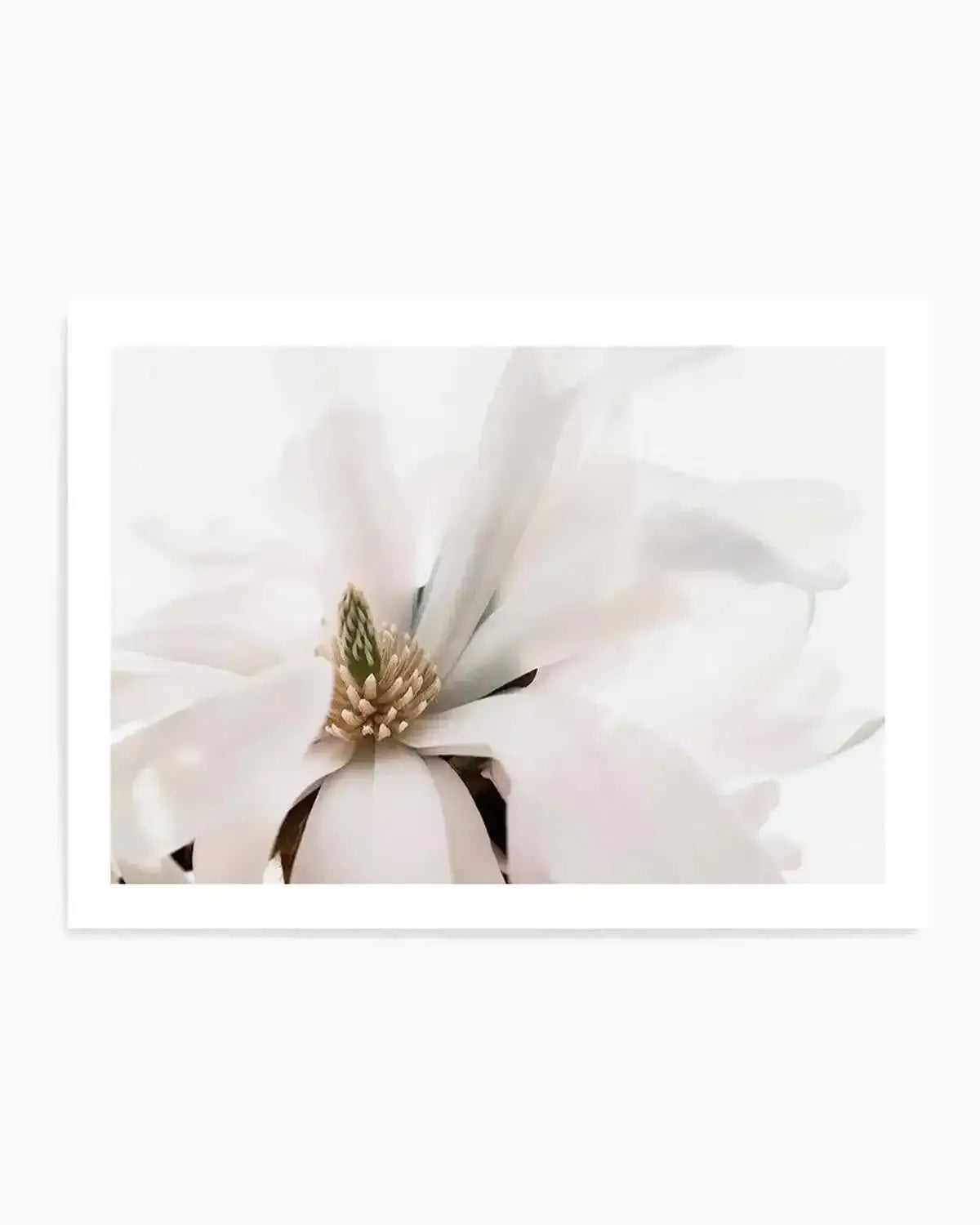 Grace Magnolia Art Print from Olive et Oriel where you can shop wallpaper and artworks online