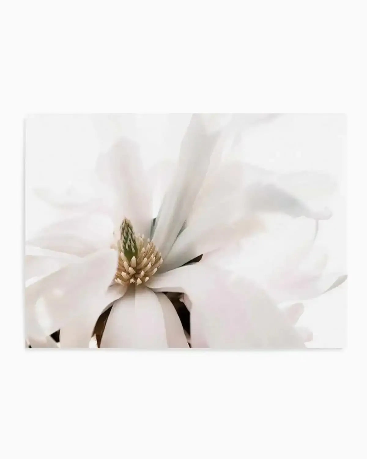 Grace Magnolia Art Print from Olive et Oriel where you can shop wallpaper and artworks online