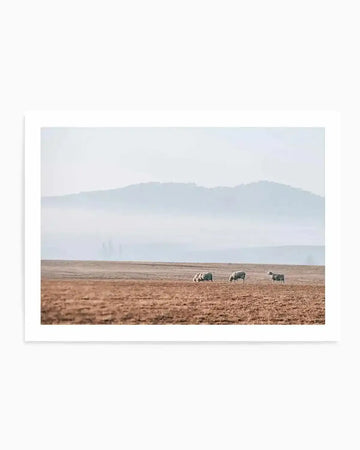 Framed photograph of a pastoral landscape with a wide, flat, reddish-brown field in the foreground, and a hazy, light blue mountain range in the background under a pale, overcast sky. Three white sheep are grazing in the middle ground of the field.