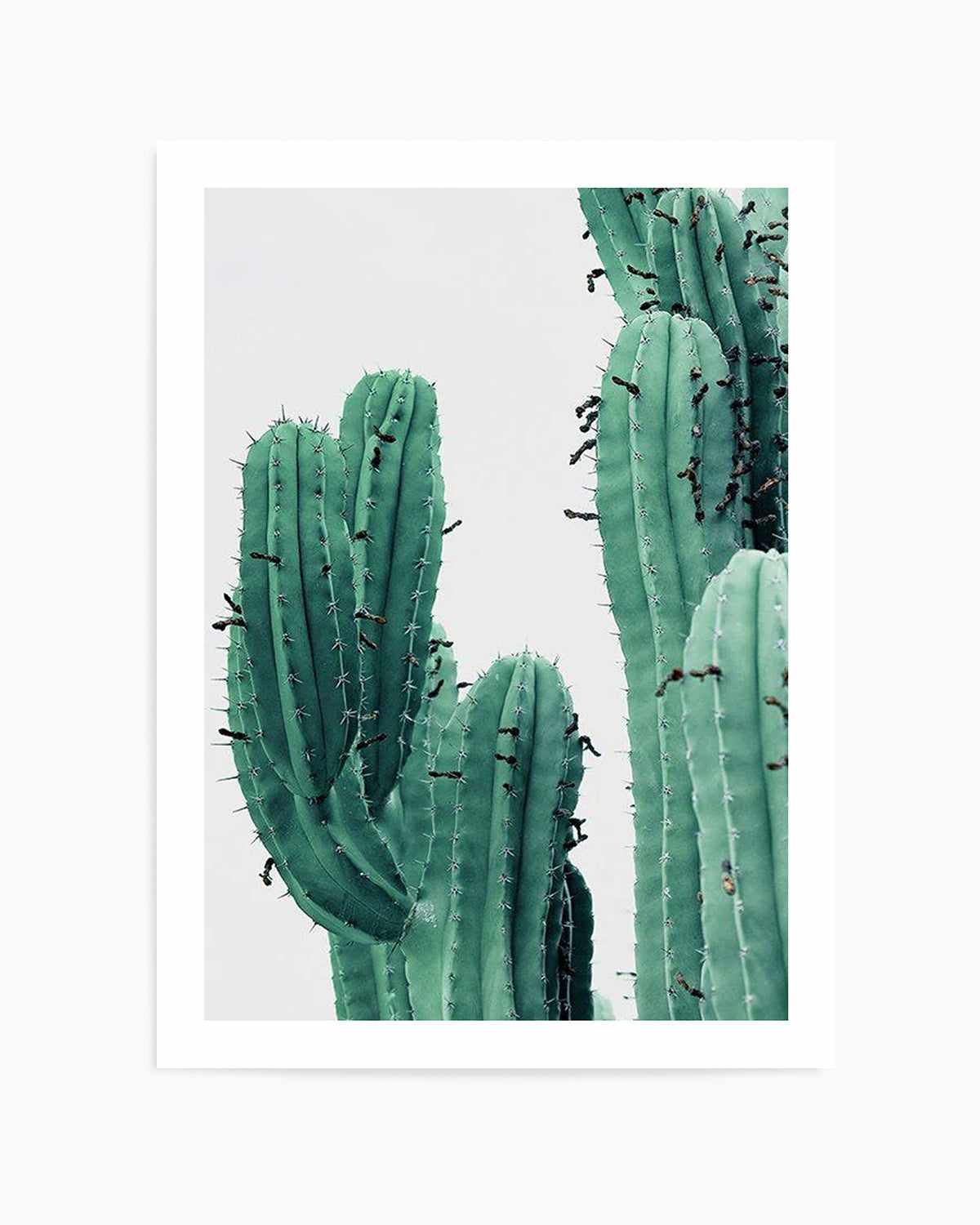 Green Cactus I Art Print