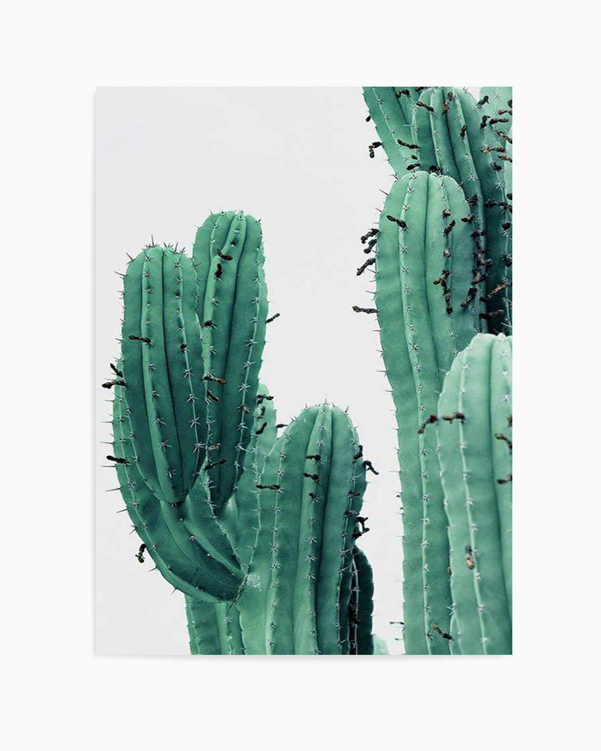 Green Cactus I Art Print