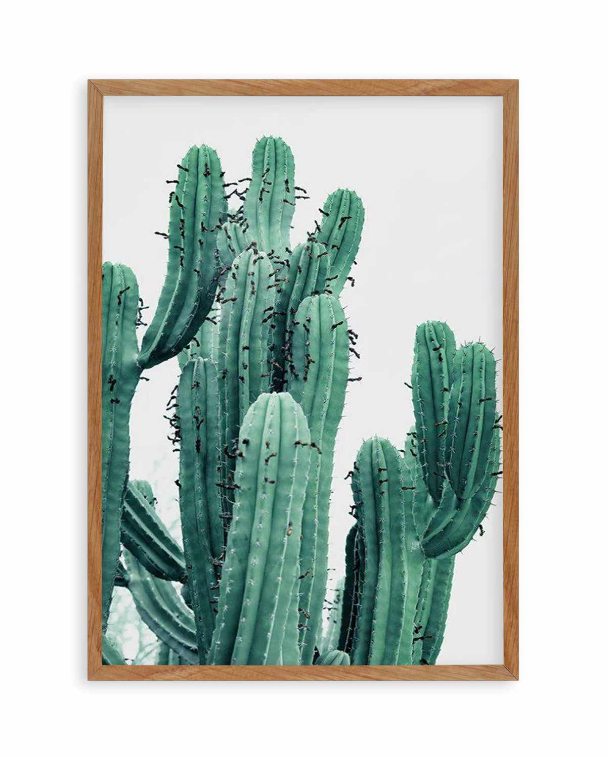 Green Cactus II Art Print