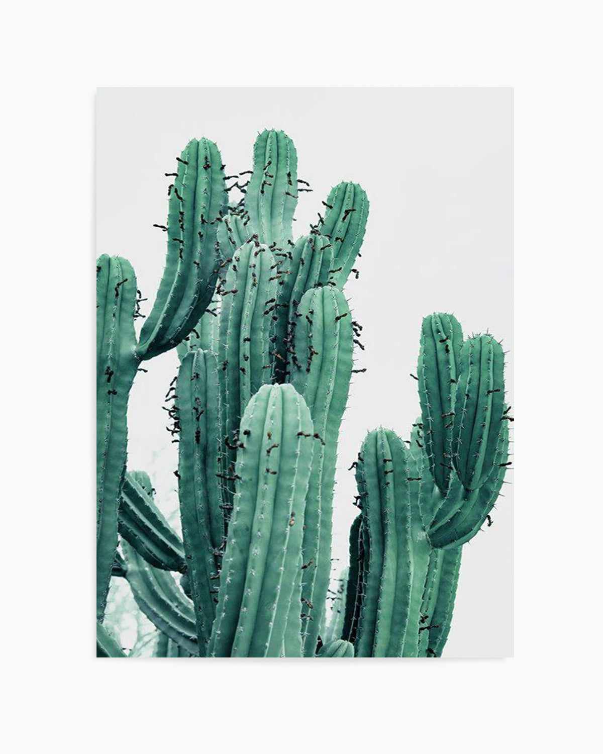 Green Cactus II Art Print