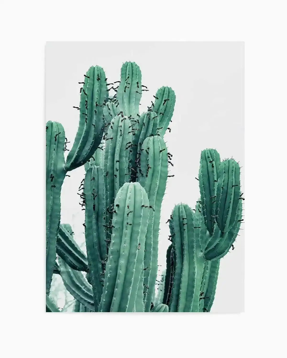 Green Cactus II Art Print from Olive et Oriel where you can shop wallpaper and artworks online