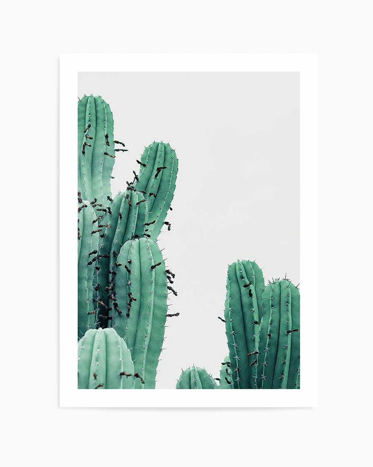 Green Cactus III Art Print