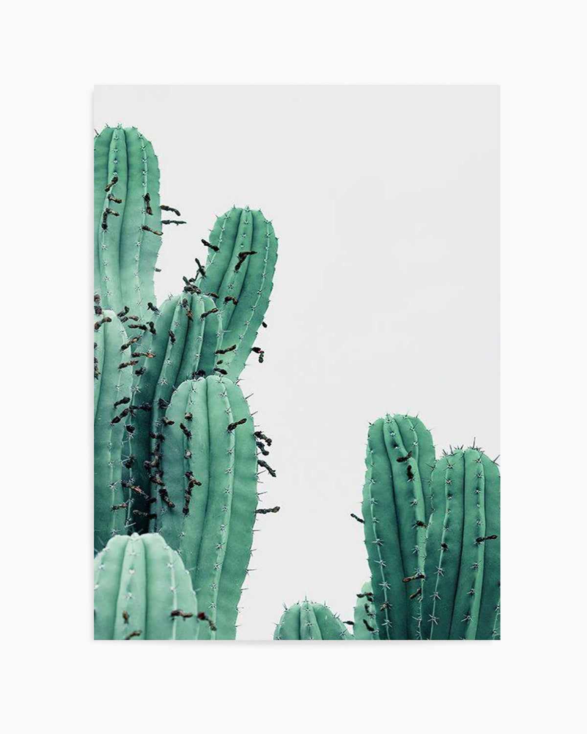 Green Cactus III Art Print