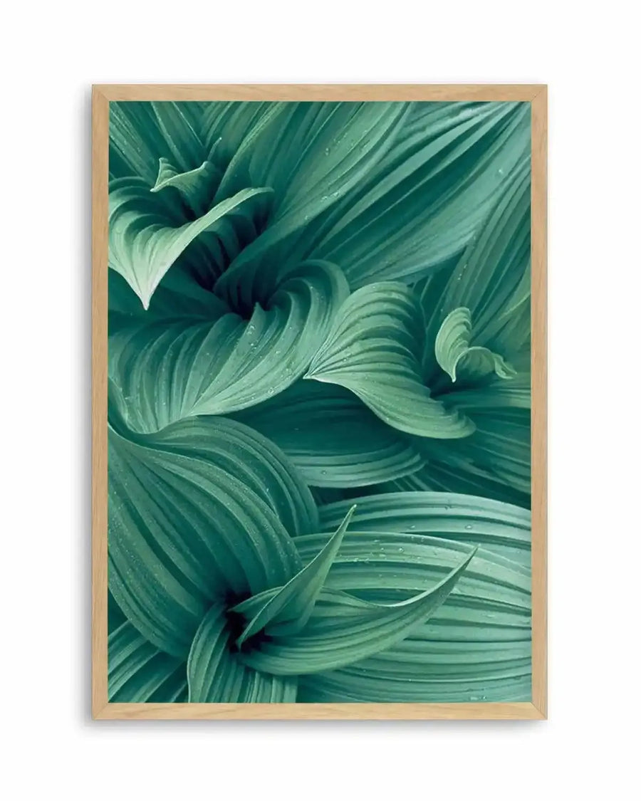 Framed photographic art print of a close-up of lush green leaves, possibly from a plant like False Hellebore, with a natural wood frame and white border. The leaves are a deep, rich teal-green, arranged in a swirling, organic pattern, with visible veins and small water droplets on their surfaces, creating a fresh and vibrant composition.