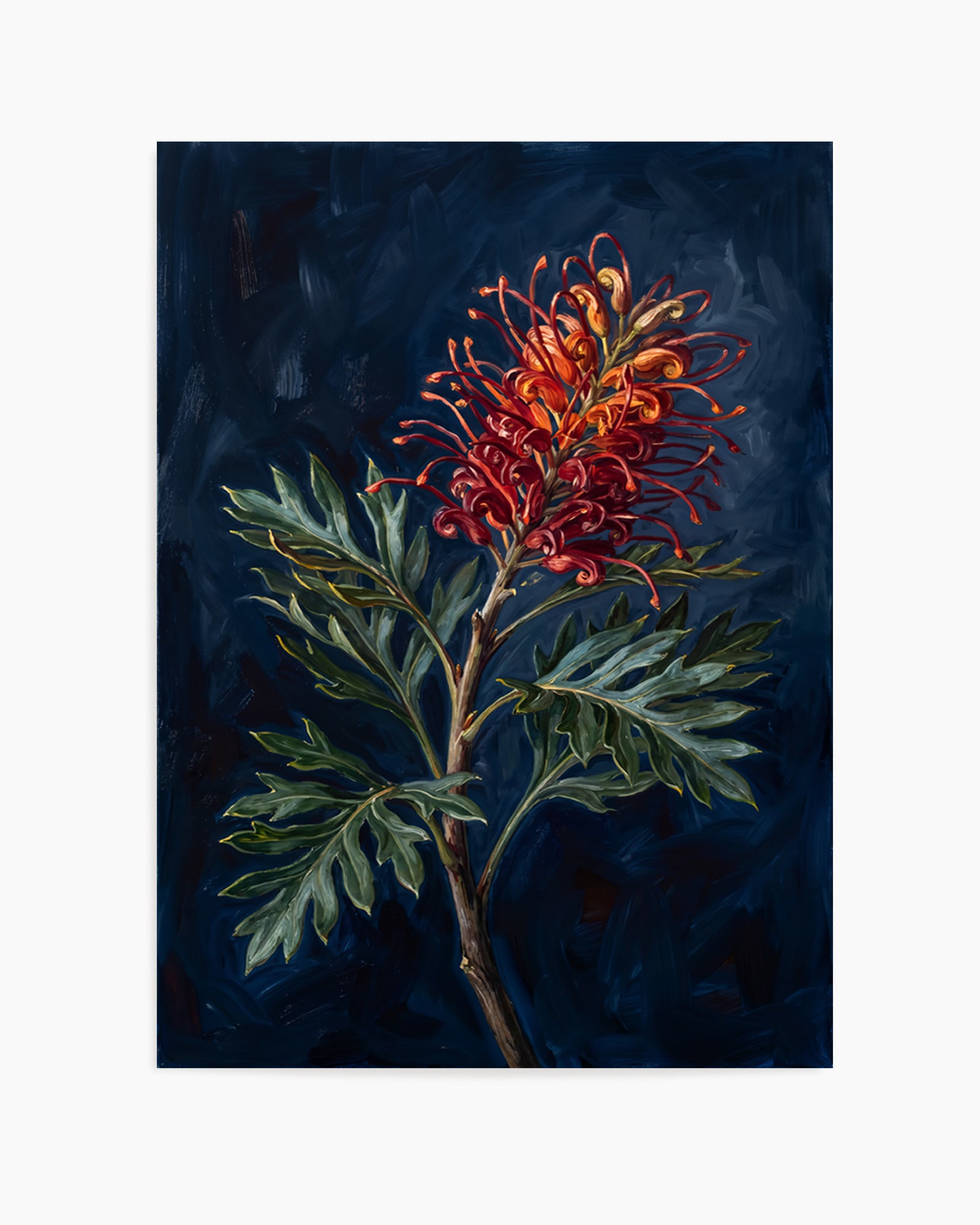 Grevillea On Navy Botanicals Study | Art Print