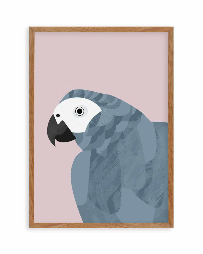 Grey Macaw by Dan Hobday Art Print