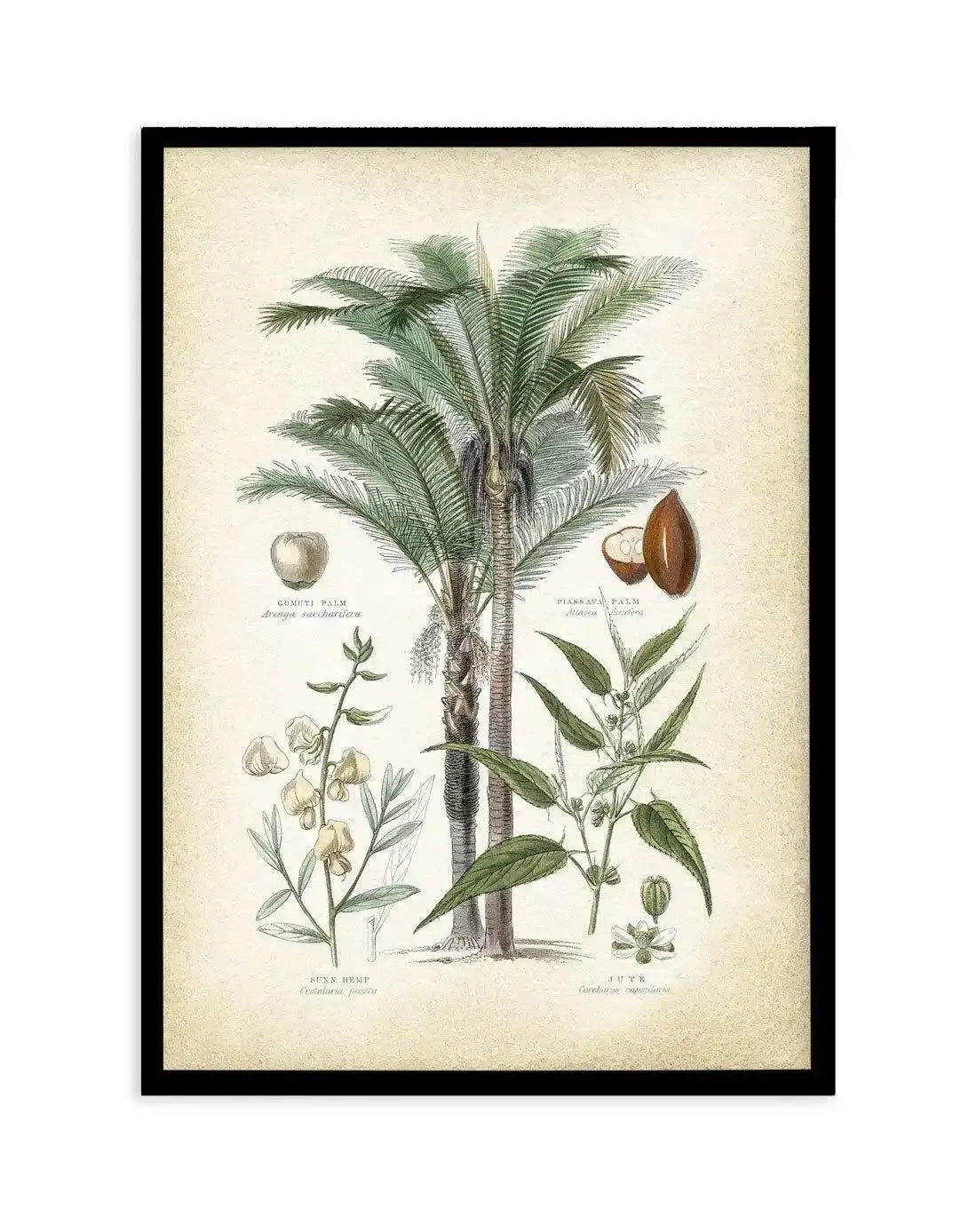 Hamptons Palm I Art Print-PRINT-Olive et Oriel-Olive et Oriel-A5 | 5.8" x 8.3" | 14.8 x 21cm-Black-With White Border-Buy-Australian-Art-Prints-Online-with-Olive-et-Oriel-Your-Artwork-Specialists-Austrailia-Decorate-With-Coastal-Photo-Wall-Art-Prints-From-Our-Beach-House-Artwork-Collection-Fine-Poster-and-Framed-Artwork