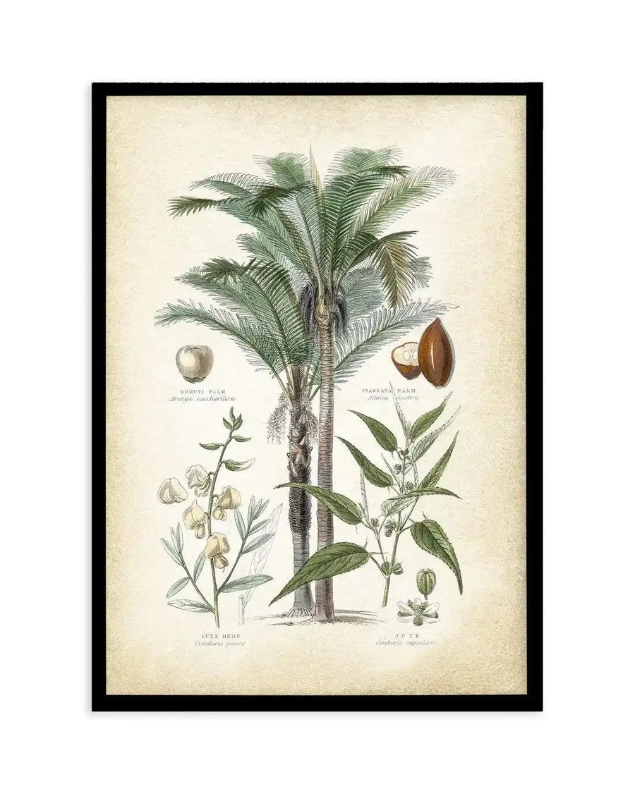 Hamptons Palm I Art Print-PRINT-Olive et Oriel-Olive et Oriel-A5 | 5.8" x 8.3" | 14.8 x 21cm-Black-With White Border-Buy-Australian-Art-Prints-Online-with-Olive-et-Oriel-Your-Artwork-Specialists-Austrailia-Decorate-With-Coastal-Photo-Wall-Art-Prints-From-Our-Beach-House-Artwork-Collection-Fine-Poster-and-Framed-Artwork