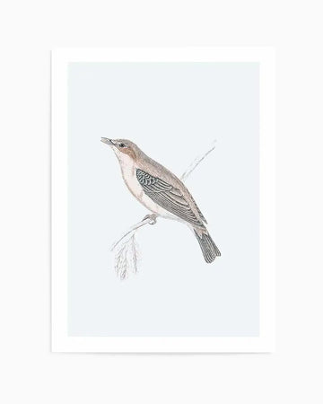 Watercolour art print featuring a small bird with a light brown head and back, a pale chest, and teal-green feathers on its wing, perched on a thin, leafless branch against a white background, displayed in a white frame with a white border.