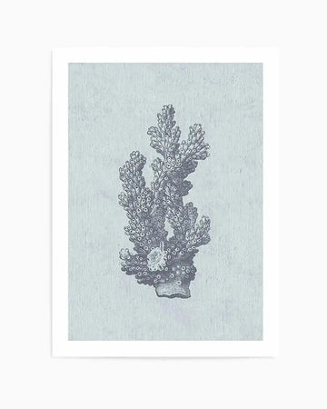 Art print featuring an antique illustration of a coral branch in dark grey against a textured, pale blue-grey background, displayed with a white border. The coral has a dense, branching structure with many small, rounded polyps visible.