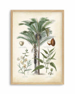 Hamptons Palm I Art Print