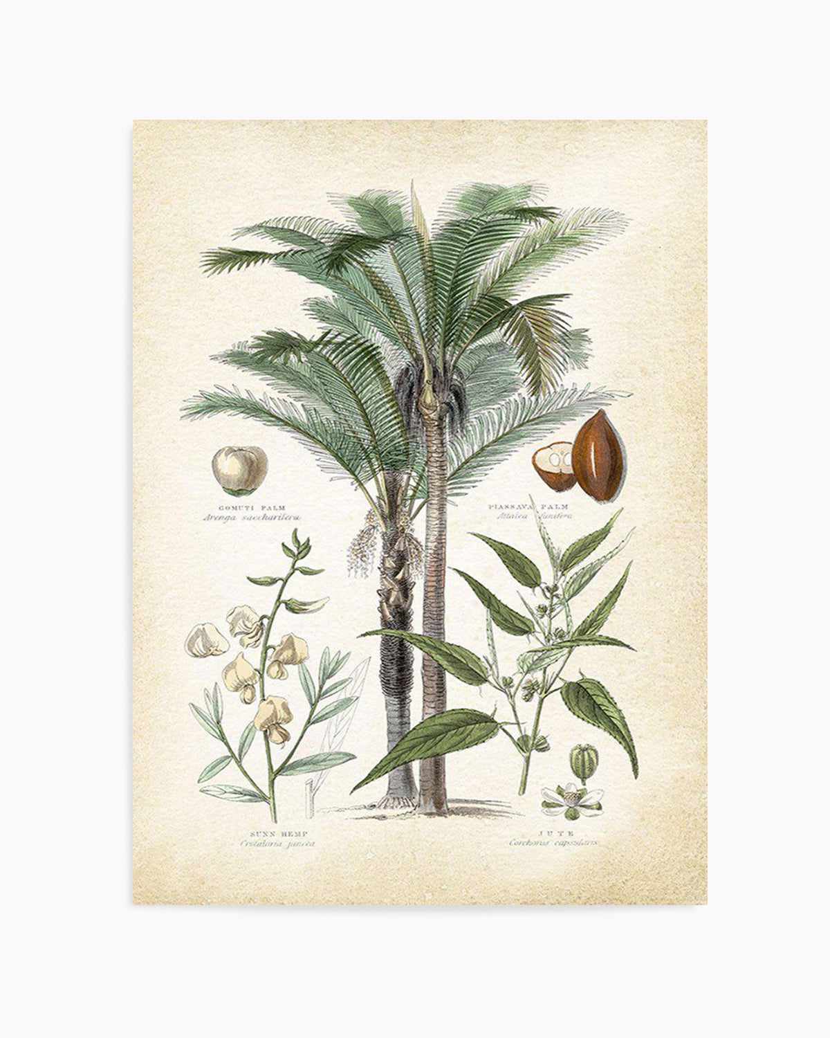 Hamptons Palm I Art Print