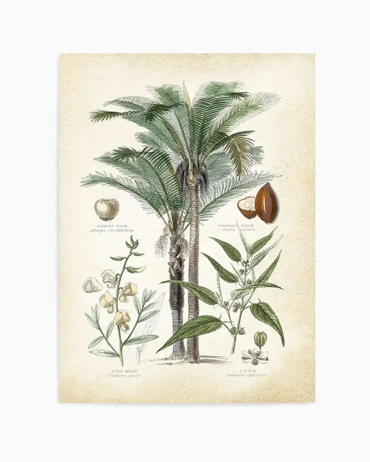 Hamptons Palm I Art Print from Olive et Oriel where you can shop wallpaper and artworks online