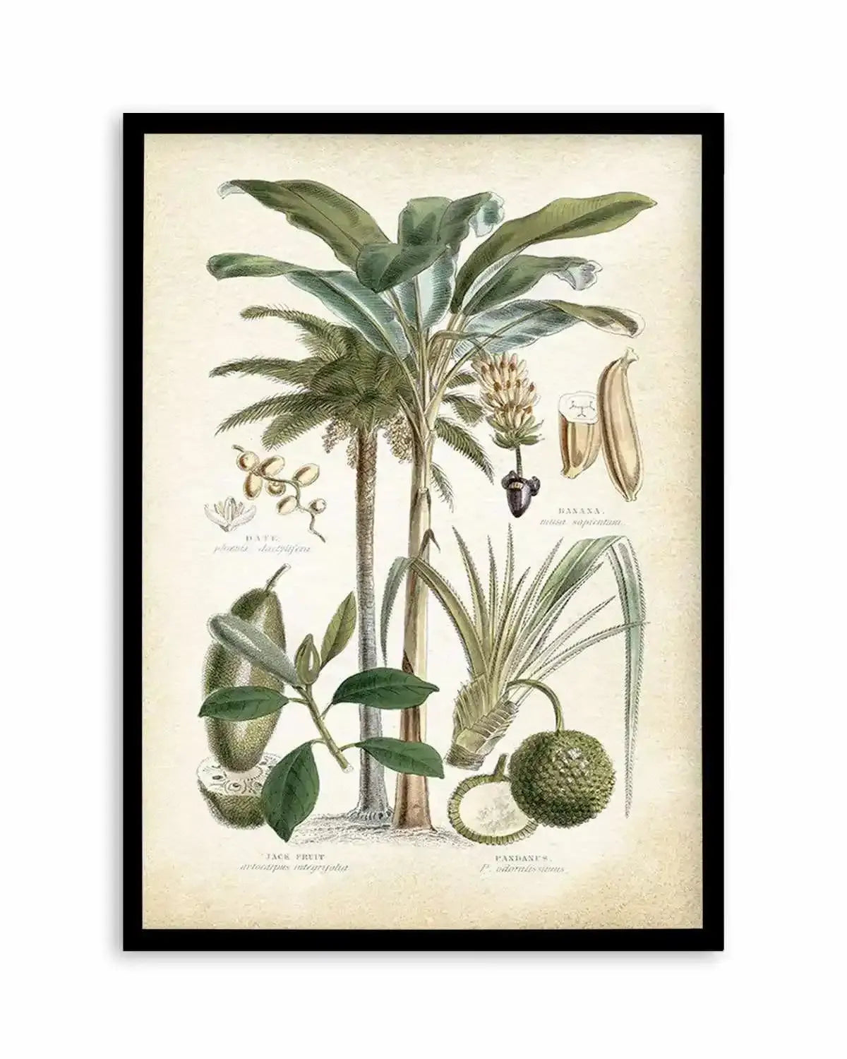 Hamptons Palm II Art Print from Olive et Oriel where you can shop wallpaper and artworks online