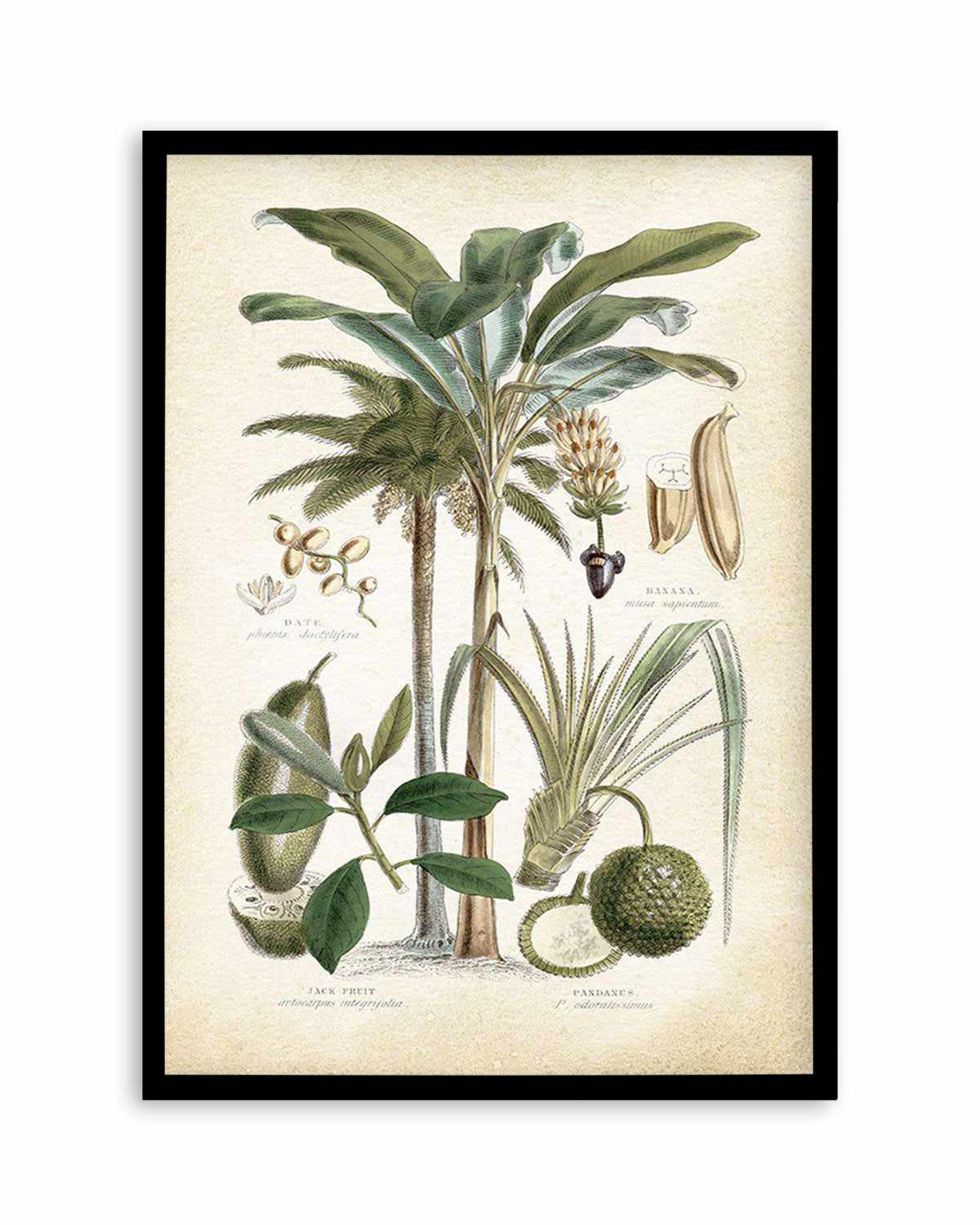 SHOP Hamptons Palm Tree Vintage Illustration | Framed Artwork – Olive ...