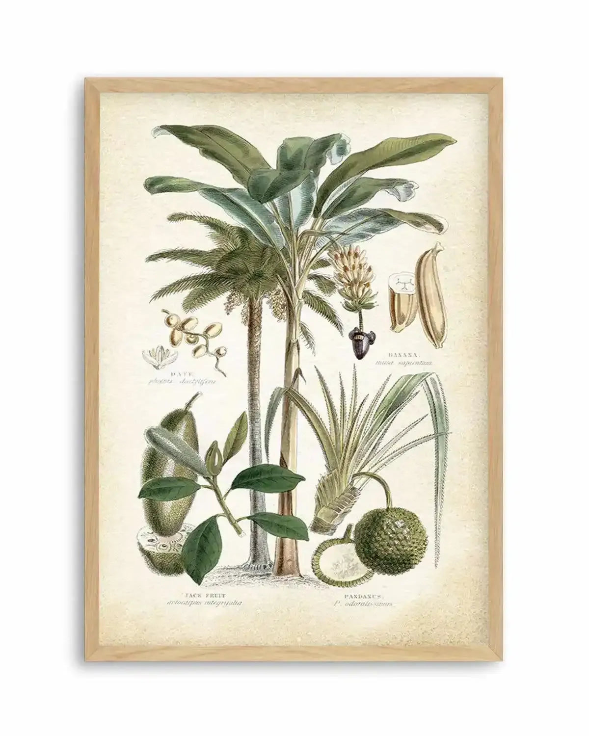 Hamptons Palm II Art Print from Olive et Oriel where you can shop wallpaper and artworks online