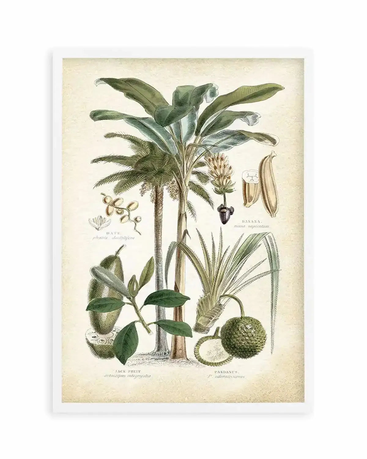 Hamptons Palm II Art Print from Olive et Oriel where you can shop wallpaper and artworks online