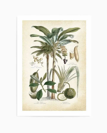 Art print featuring a vintage botanical illustration of tropical plants and fruits on a cream background. The composition includes a large banana tree with broad green leaves, a smaller palm tree, a banana flower and fruit, a jackfruit plant with fruit, and a pandanus plant with fruit. The illustration has a detailed, scientific drawing quality with muted natural colours.