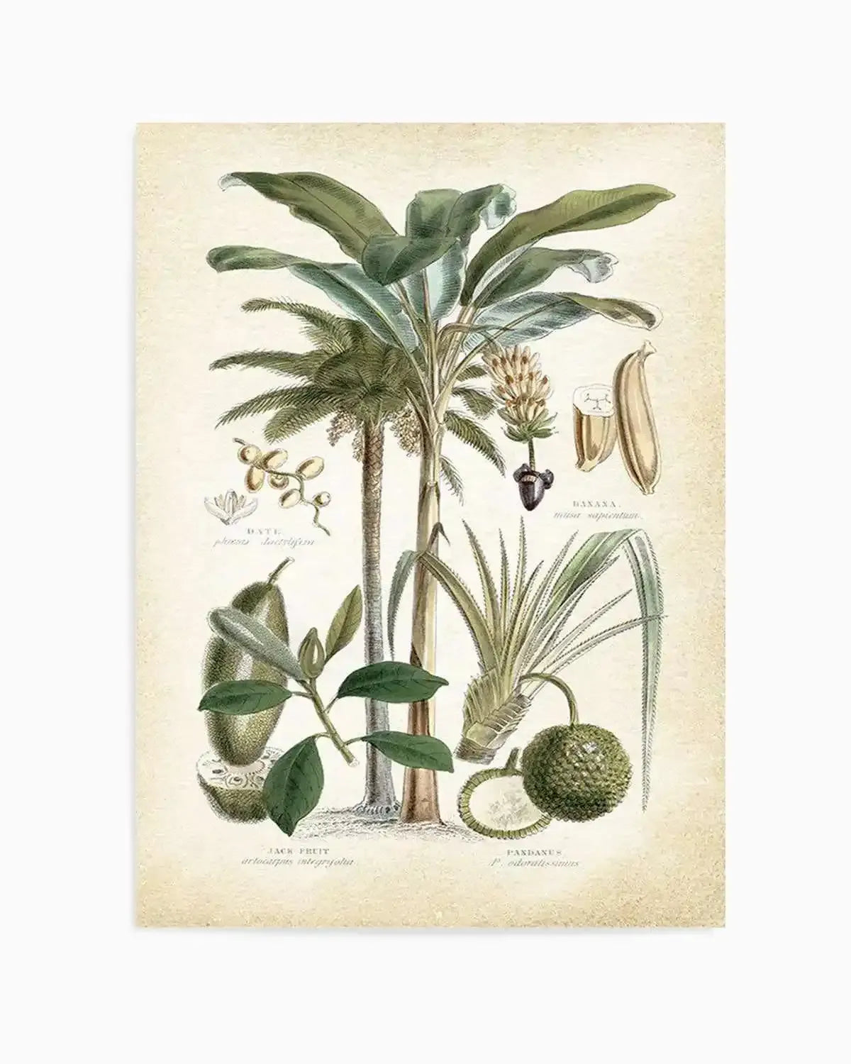 Hamptons Palm II Art Print from Olive et Oriel where you can shop wallpaper and artworks online