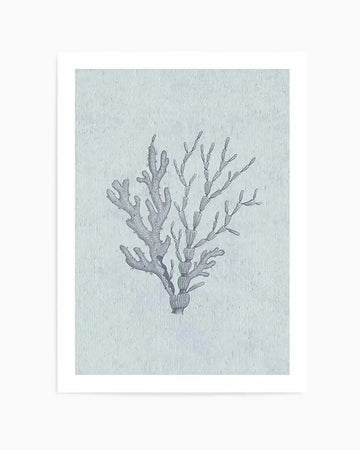 Detailed illustration of a branching coral or seaweed specimen rendered in dark gray pencil on a pale sage green textured background. The organism features a central stem with multiple delicate, finger-like branches extending upward and outward in an organic, asymmetrical pattern. The drawing style is naturalistic and scientific in appearance, reminiscent of vintage botanical or marine life illustrations. The artwork is mounted on the pale green paper and presented in a white frame with white border.