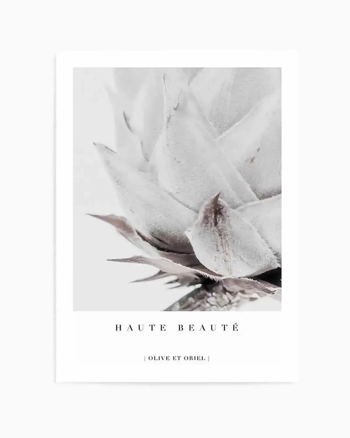 Haute Beaute | King Protea Art Print from Olive et Oriel where you can shop wallpaper and artworks online
