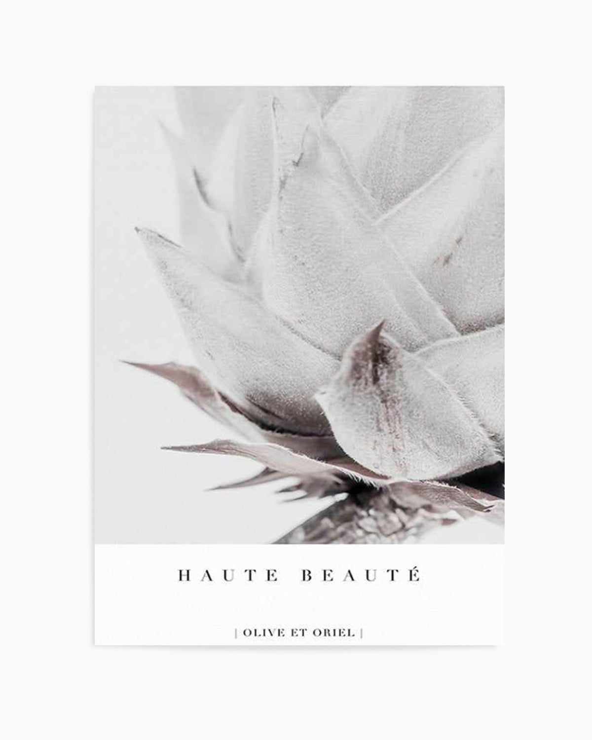 Haute Beaute | King Protea Art Print