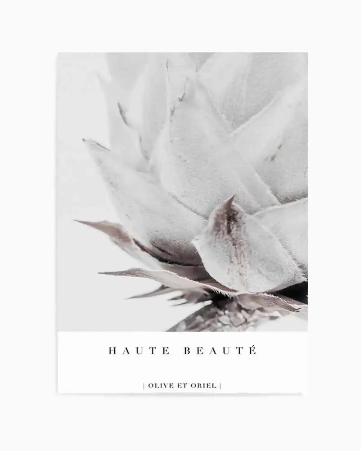 Haute Beaute | King Protea Art Print from Olive et Oriel where you can shop wallpaper and artworks online