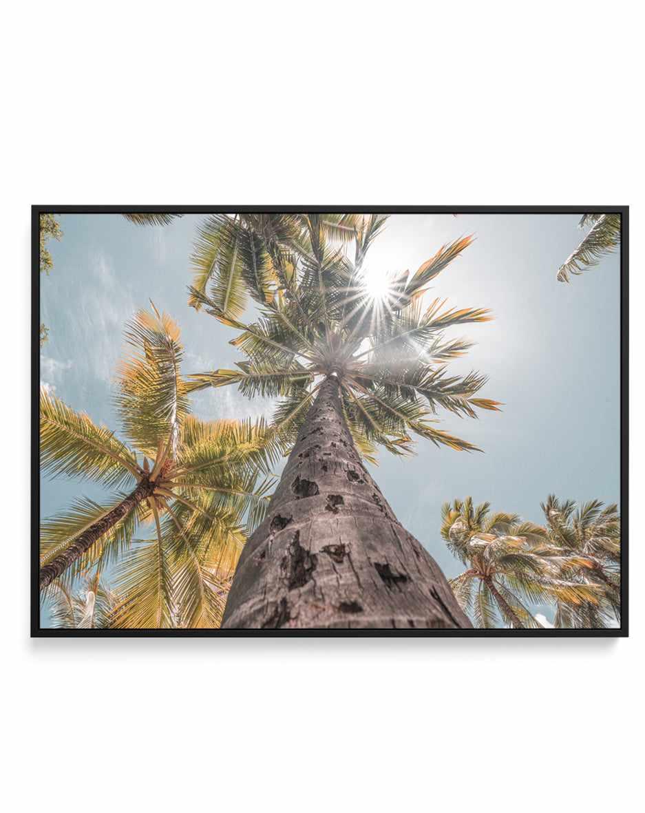 Hawaii Palms by Ozzy Geercke | Framed Canvas Art Print from Olive et Oriel where you can shop wallpaper and artworks online
