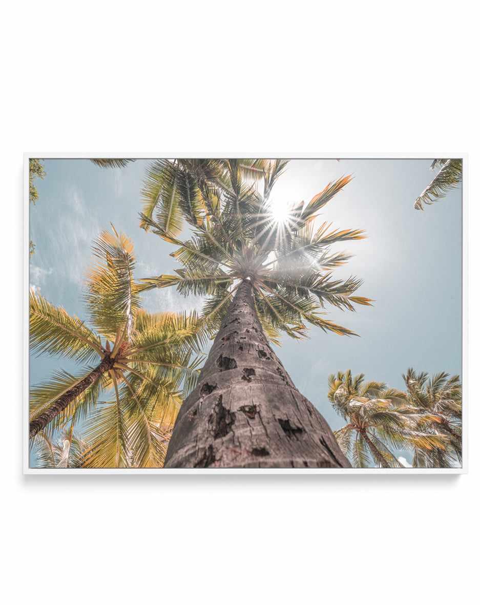 Hawaii Palms by Ozzy Geercke | Framed Canvas Art Print from Olive et Oriel where you can shop wallpaper and artworks online
