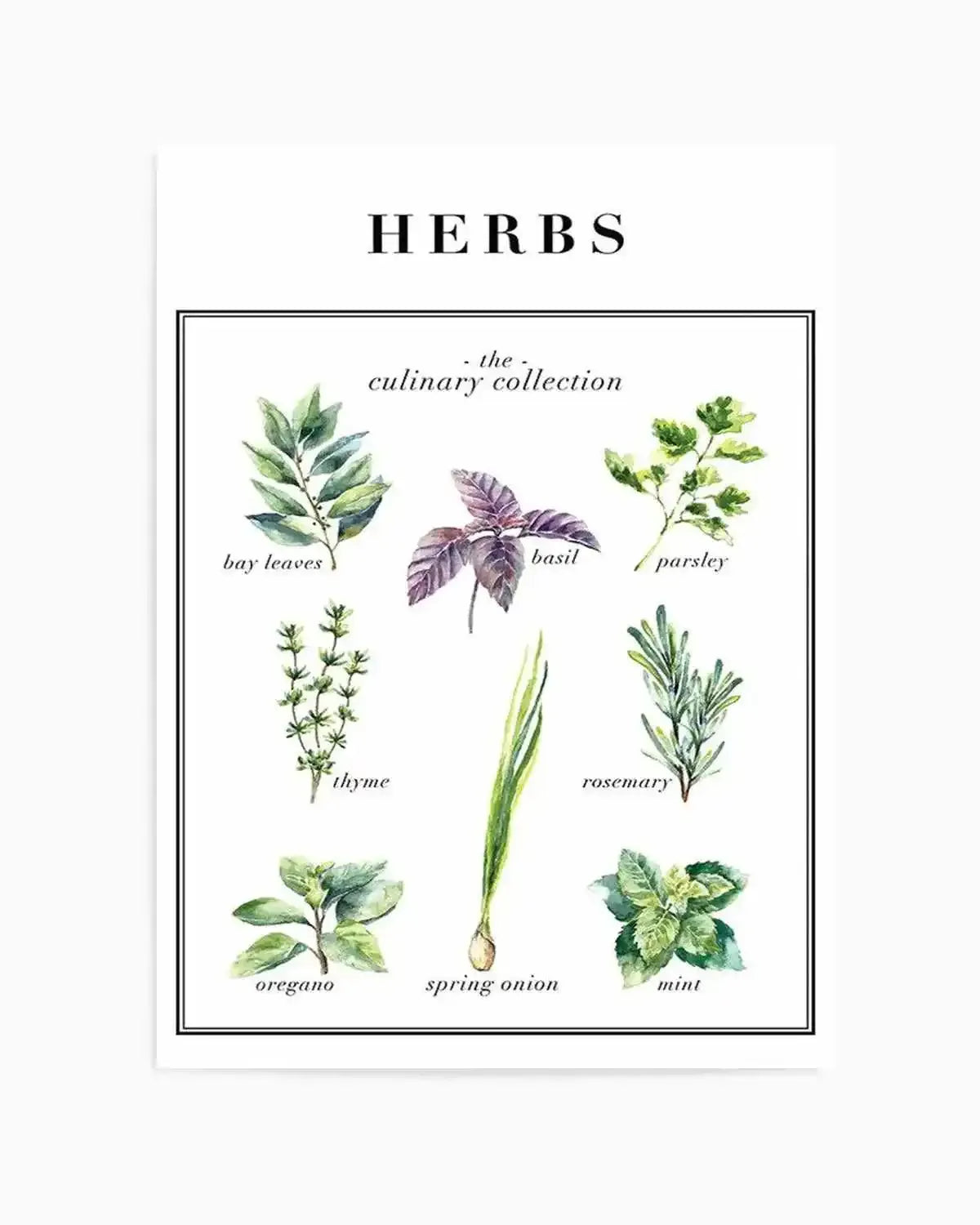 Herbs Art Print from Olive et Oriel where you can shop wallpaper and artworks online