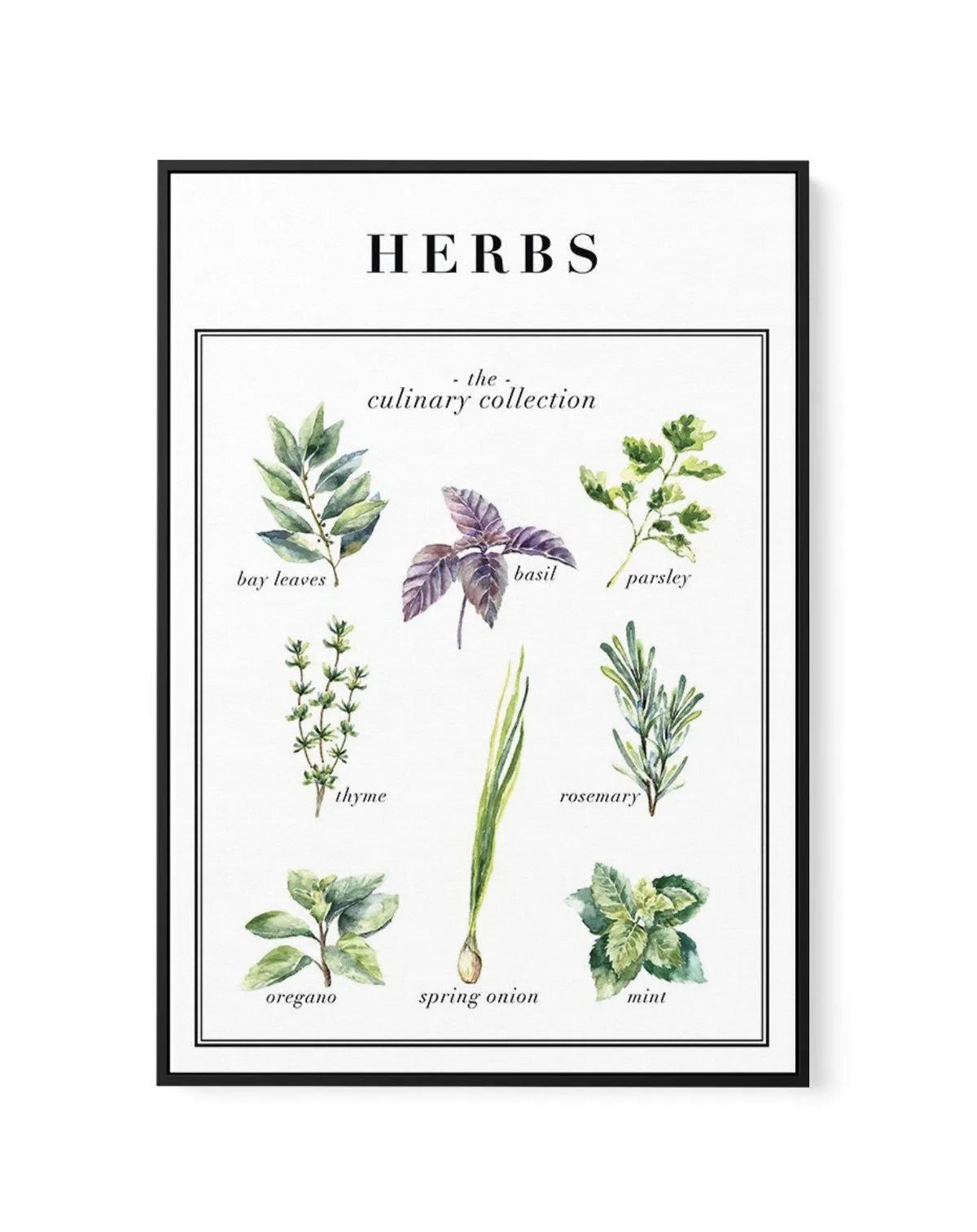 Herbs | Framed Canvas-CANVAS-You can shop wall art online with Olive et Oriel for everything from abstract art to fun kids wall art. Our beautiful modern art prints and canvas art are available from large canvas prints to wall art paintings and our proudly Australian artwork collection offers only the highest quality framed large wall art and canvas art Australia - You can buy fashion photography prints or Hampton print posters and paintings on canvas from Olive et Oriel and have them delivered 