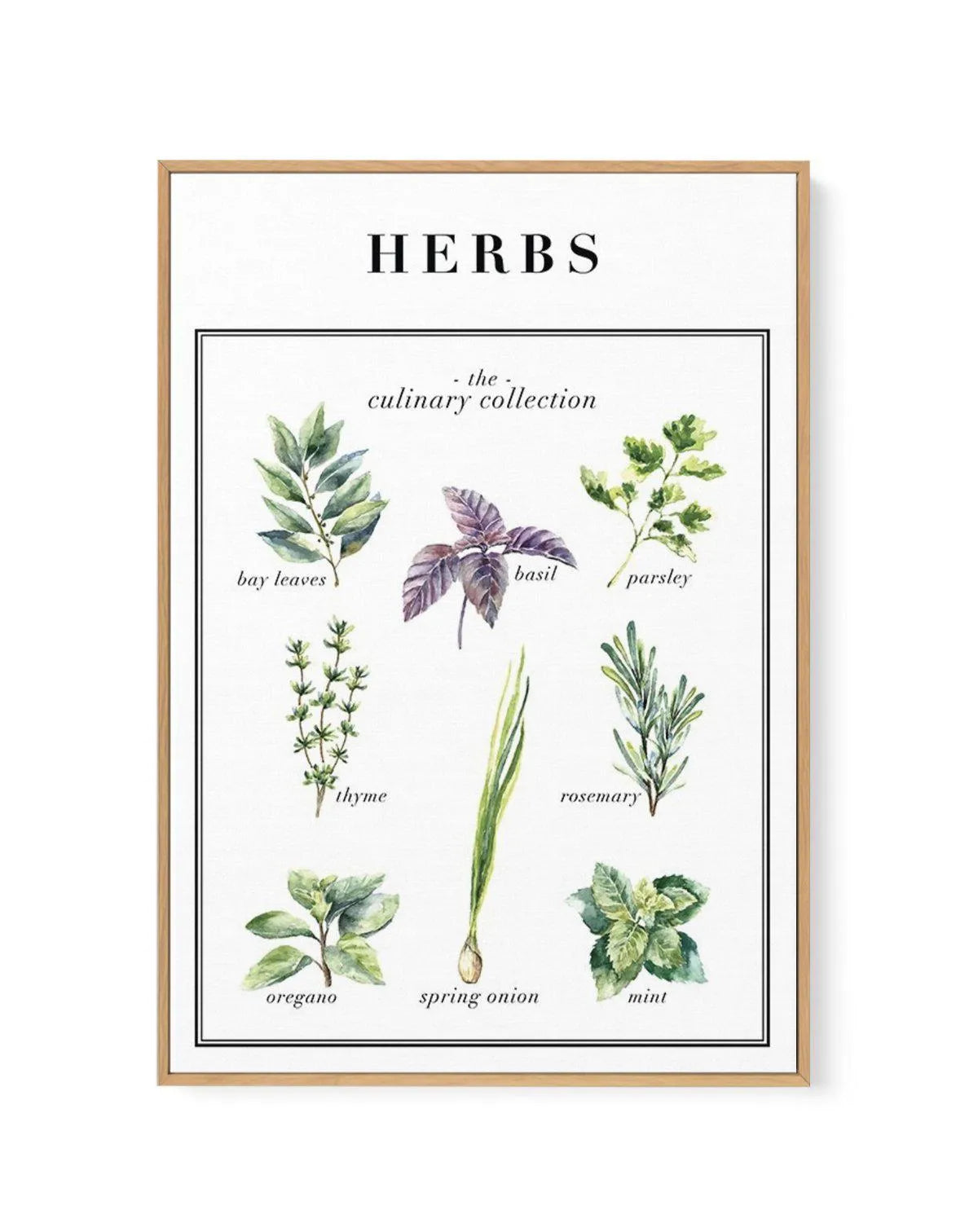 Herbs | Framed Canvas-CANVAS-You can shop wall art online with Olive et Oriel for everything from abstract art to fun kids wall art. Our beautiful modern art prints and canvas art are available from large canvas prints to wall art paintings and our proudly Australian artwork collection offers only the highest quality framed large wall art and canvas art Australia - You can buy fashion photography prints or Hampton print posters and paintings on canvas from Olive et Oriel and have them delivered 