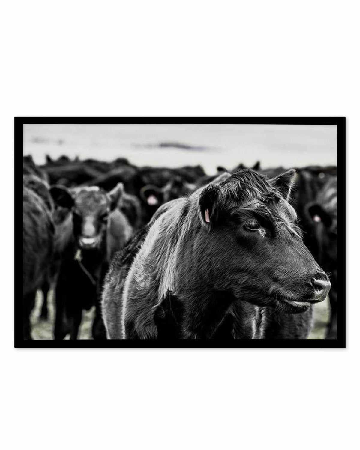 Herd | LS Art Print