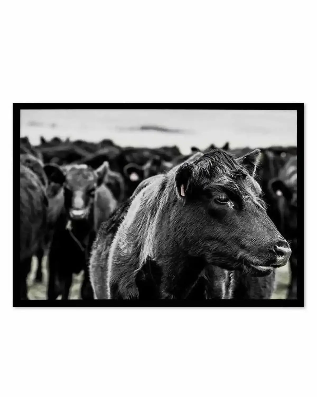 Herd | LS Art Print from Olive et Oriel where you can shop wallpaper and artworks online