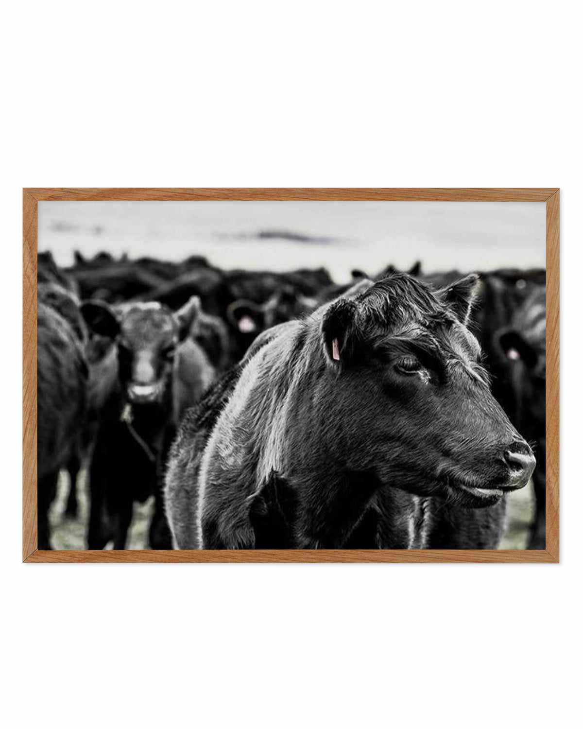 Herd | LS Art Print