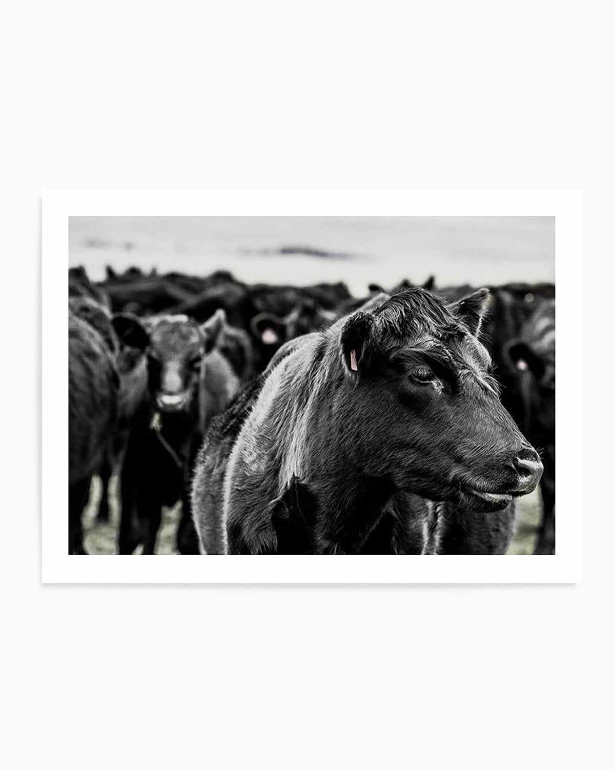 Herd | LS Art Print