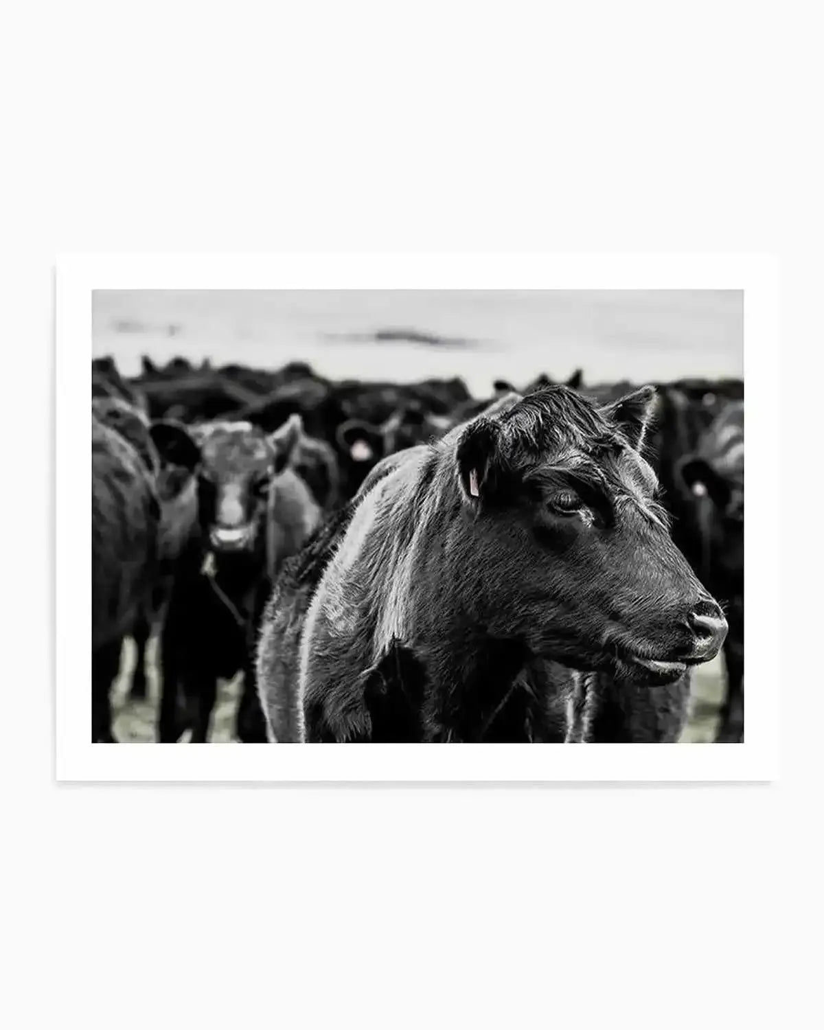 Herd | LS Art Print from Olive et Oriel where you can shop wallpaper and artworks online