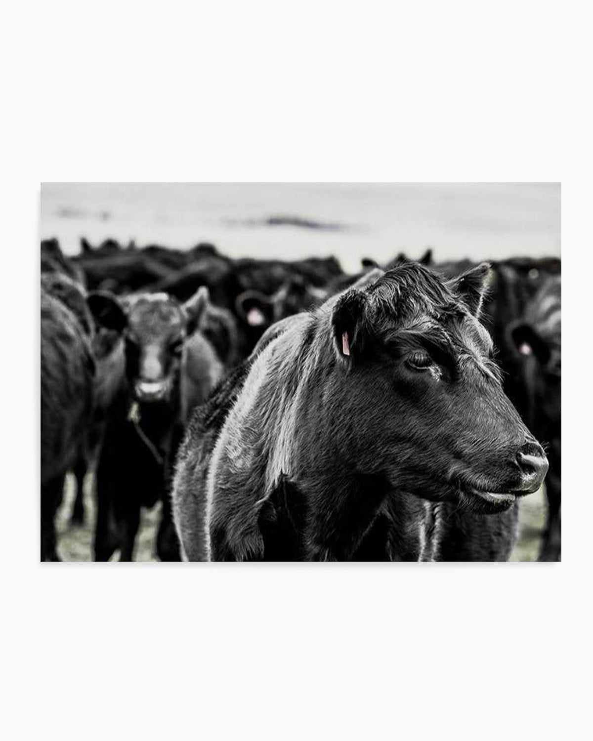 Herd | LS Art Print